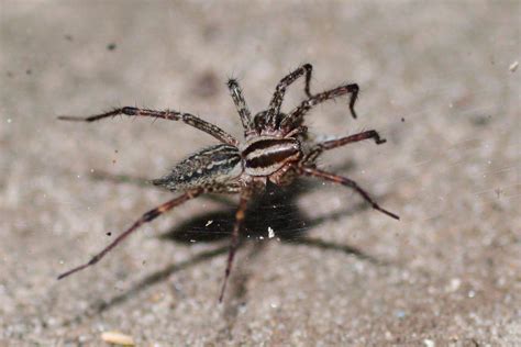 Araneomorph Funnel Web Spider Wiktionary