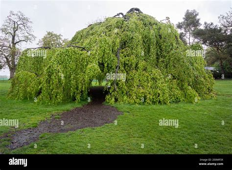 Weeping Beech Tree High Resolution Stock Photography And Images Alamy
