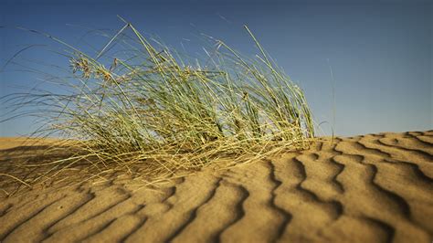 Desert Grass 2 Middle East United Arab Emirates Momentary Awe