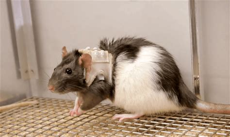 Rats In Lingerie Might Help Explain Your Sexual Preferences Inverse