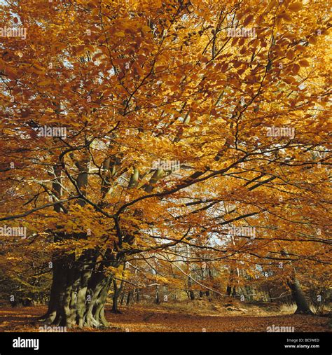 Autumn Beech Tree In Epping Forest England Uk Gb Stock Photo Alamy