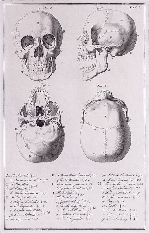 Anatomical Diagram Of The Skull Skull Human Skull Human Bones