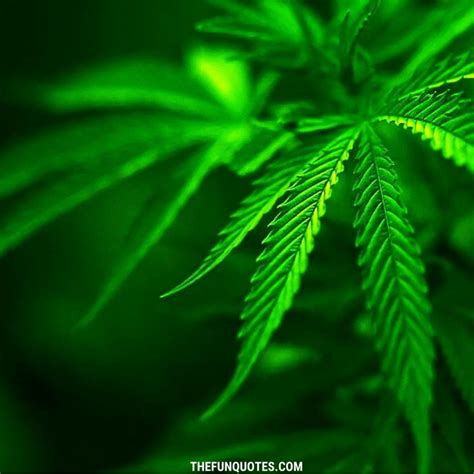 Dope Green Wallpapers Free Hd Download Top Free Dope Green Backgrounds Dope Wallpapers