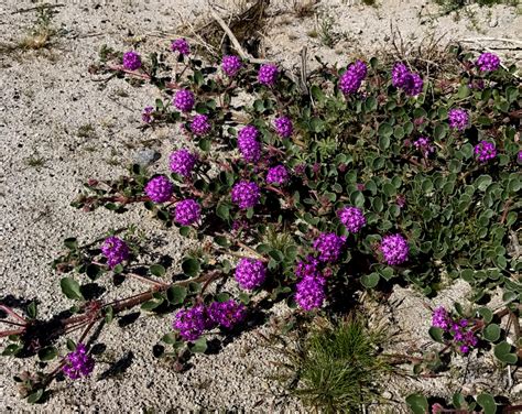 Desert Wildflower Scouting Trip March 2017 Anza Borrego