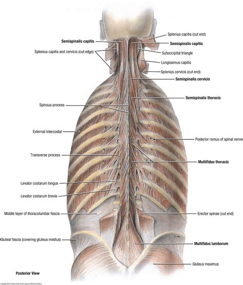 Duke Anatomy Lab 1 Skin And Epaxial Muscles