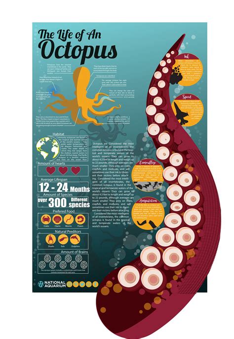 Infographic Poster How To Create Infographics Cephalopod Marine