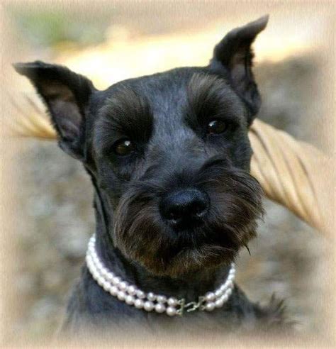 What colors do miniature schnauzers come in? white schnauzer | Schnauzer Breeders of AKC puppies in ...
