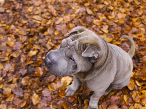 chinese shar pei information dog breeds  thepetowners