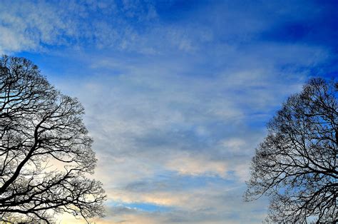 Background Of Sky And Trees Free Stock Photo Public Domain Pictures