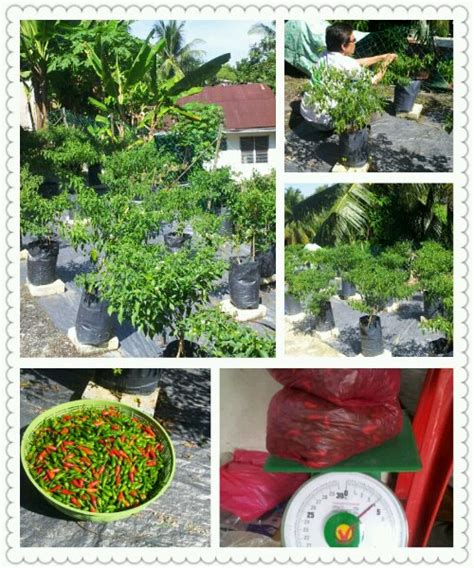 Sama ada ditanam secara fertigasi atau hidroponik, pokok ini sangat mudah dijangkiti penyakit. Menanam Cili di Halaman Rumah | Segalanya Tentang Tumbuhan...