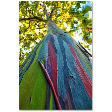 Trademark Fine Art Rainbow Eucalyptus Tree Canvas Art By Cateyes