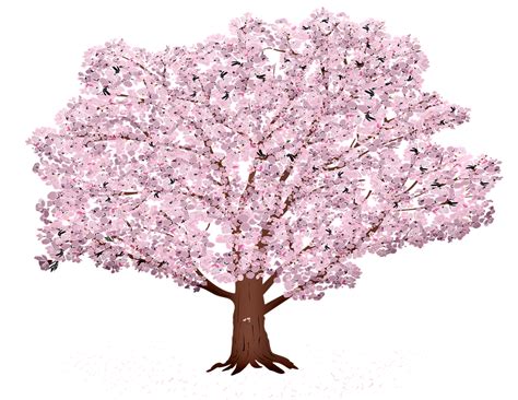 Sakura Tree Branch Png