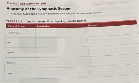 Solved Pre Lab Assignment 20b Anatomy Of The Lymphatic System 1