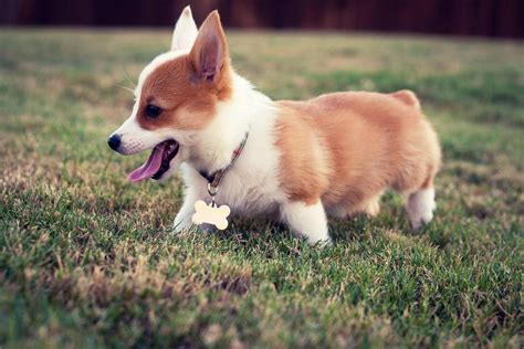 Cute Corgi Wallpapers Wallpaper Cave