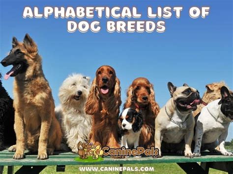 Alphabetical List Of Dog Breeds Dogs A To Z Canine Pals