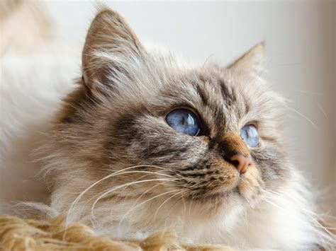 Most Affectionate Cat Breeds Readers Digest Canada