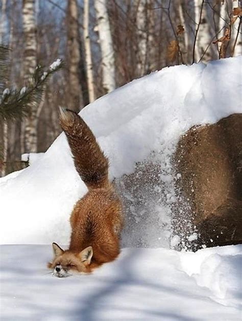 14 Images Of Snowy Animals In Winter That Will Delight You