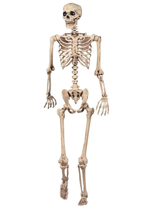 Realistic Poseable Skeleton Halloween Prop