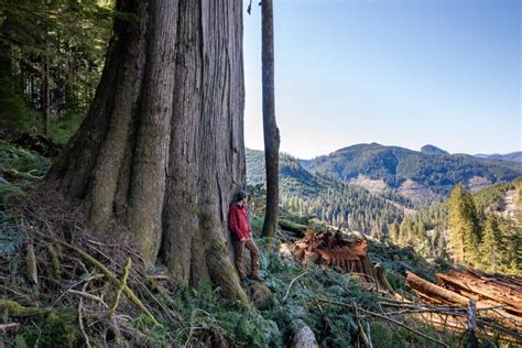 Logging Of Bcs Grandest Ancient Forests Continues As Old Growth