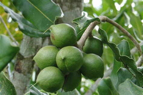 How To Make Macadamia Farming Profitable Venture Oxfarm