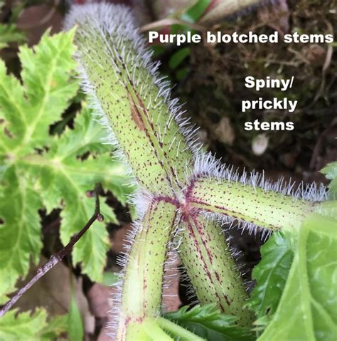 The giant you love just got even better! giant hogweed2 - Galloway Wild Foods