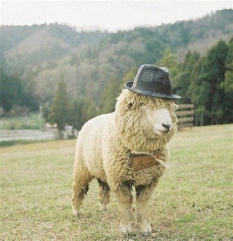 Ten Of The Funniest Images Of Sheep You Will Ever See Funny Sheep