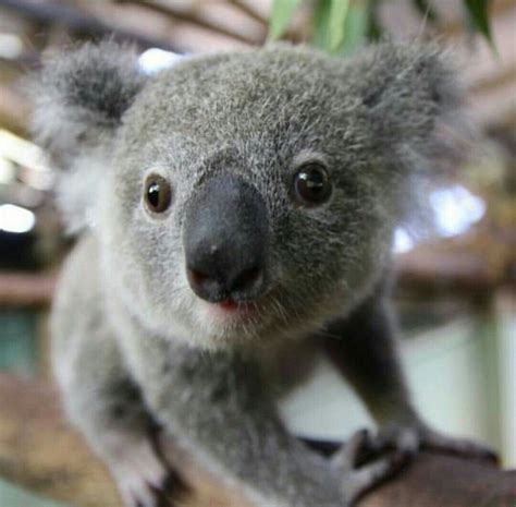 😍😍😍😍 Cute Baby Animals Baby Animals Koala Bear