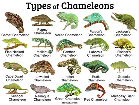 Chameleons Facts And List Of Types With Pictures Reptile Fact