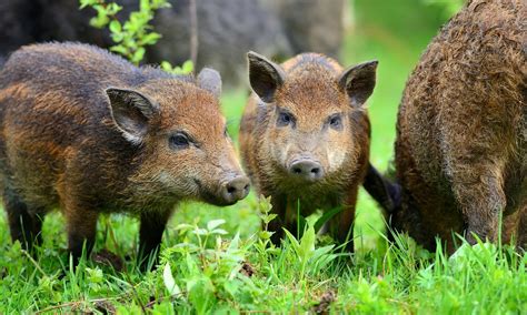 Wild Boar Festival In Dugenta The Party Is Back With Many Specialties And Events Until October