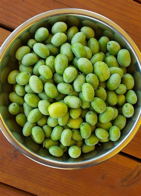 How To Cure Green Olives At Home Curing Green Olives Hank Shaw