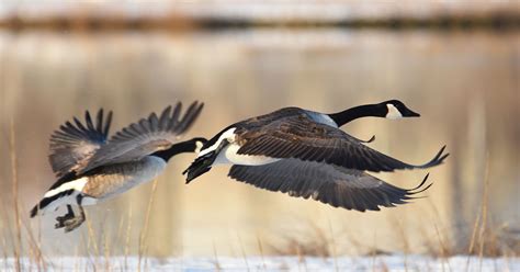 Migration Alert Great Lakes Region Goose Hunters Hoping For Weather