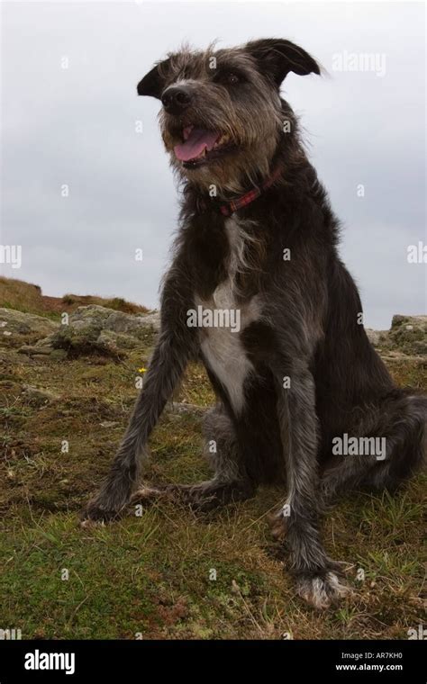 Lurcher Collie Cross Hi Res Stock Photography And Images Alamy