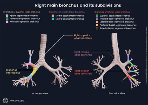 Bronchi Encyclopedia Anatomyapplication Learn Anatomy 2022