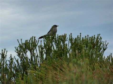Bird Identification Royal National Park Nsw Birds In Backyards