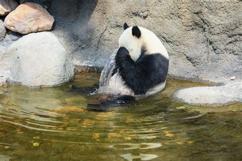 Panda Spirit Animal Totem Meaning