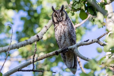 Sunday Showcase Long Eared Owls Birds Calgary