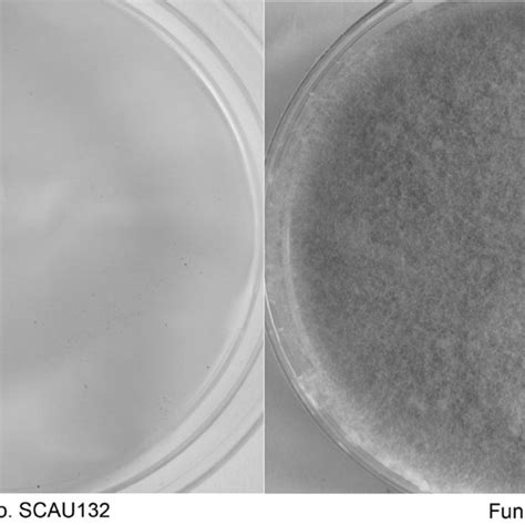Colony Morphology Of Isolates Fungal Sp Scau132 And Fungal Sp Scau133