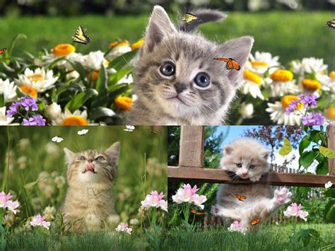 48 Kittens Screensavers Wallpapers Wallpapersafari