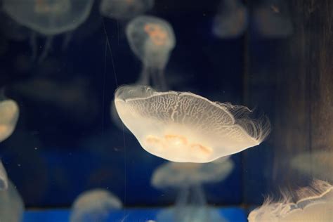 Jellyfish Pets Animals Fish Pet