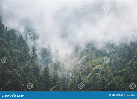 Fog Forest Trees In Clouds Foggy Conifer Forest Landscape Stock