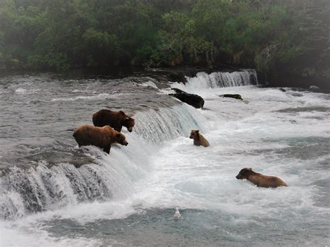 Anchorage Aero Brooks Falls Bear Viewing Katmai National Park