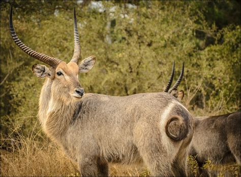 List African Animals With Horns The 25 Best Impala Animal Ideas On