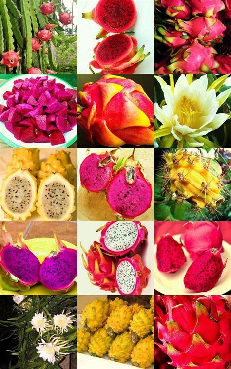 Dragon Fruit Mix Edible Fruits Hylocereus Undatus Fragrant Cactus Seed