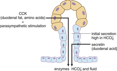 Ingestion and Digestion - The Digestive System - MCAT Biology Review