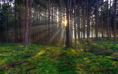 Tree Trees Forest Sunlight Rays Beams Beam Ray Sunset Sunrise Moss