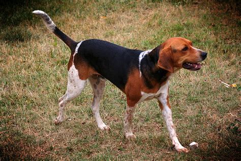 Maybe you would like to learn more about one of these? Cute Puppy Pictures