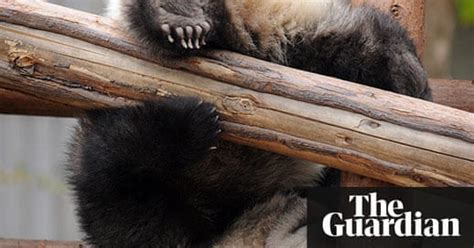 Pandas At Play In China In Pictures Travel The Guardian