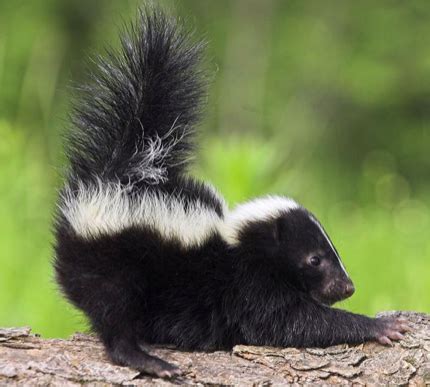 Venomous and large reptiles, 2. Nj Exotic Pets Skunk