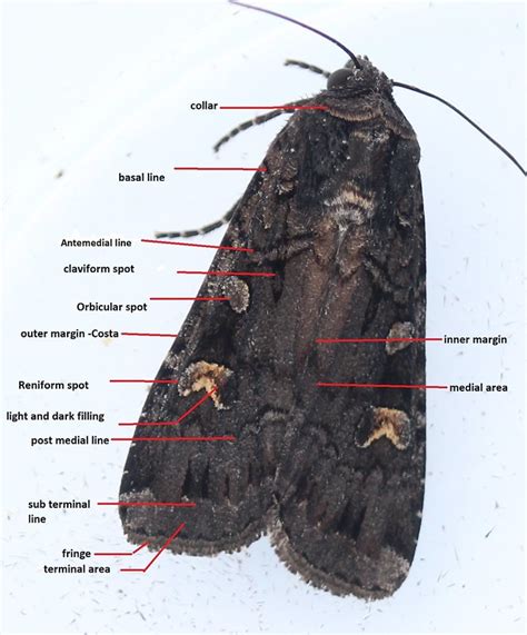 Identifying Moths For Beginners · Inaturalist Nz