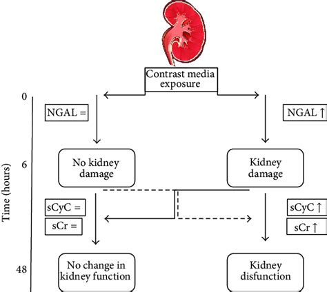 Phases Of Acute Kidney Injury This Figure Illustrates Progression From